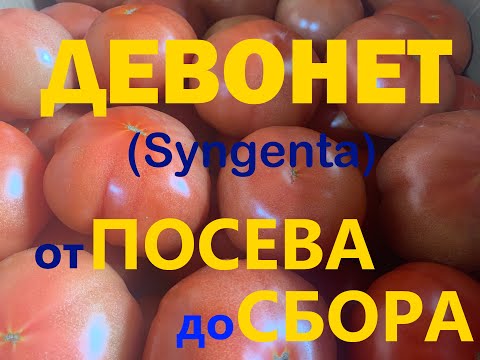 Видео: ТОМАТ ДЕВОНЕТ (от ВЫСАДКИ до СБОРА)