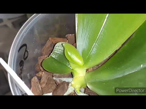 Видео: #Реанимация_Орхидей с нуля , самый лучший способ   👍👍👍