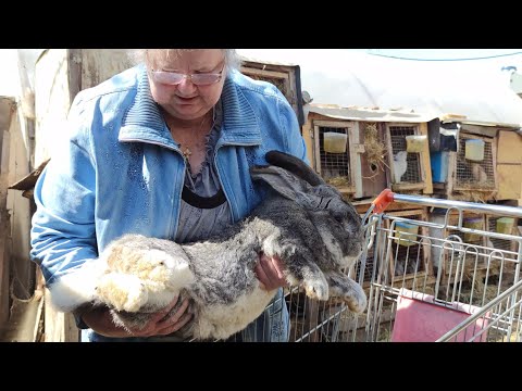 Видео: в гостях КРОЛИКОВОДА у Галины Александровны