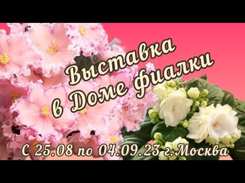 Видео: ФИАЛКИ. Выставка в Доме фиалки с 25.08 по 04.09.23г.(ч.1) #выставкафиалок #violets #домфиалкивмоскве