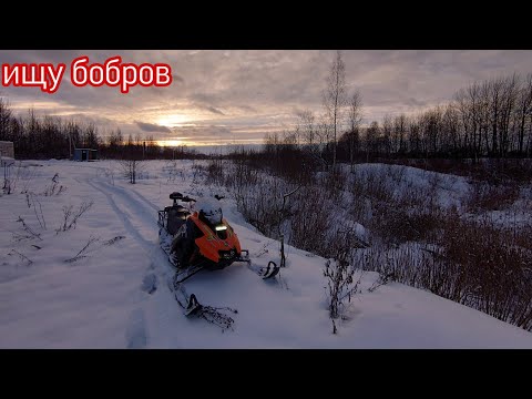 Видео: В поисках бобров на Стелс Капитан.