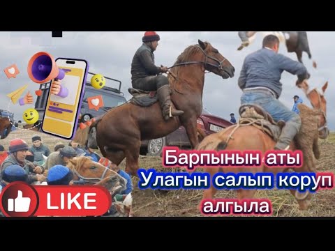 Видео: Барпынын аты салып коруп алгыла