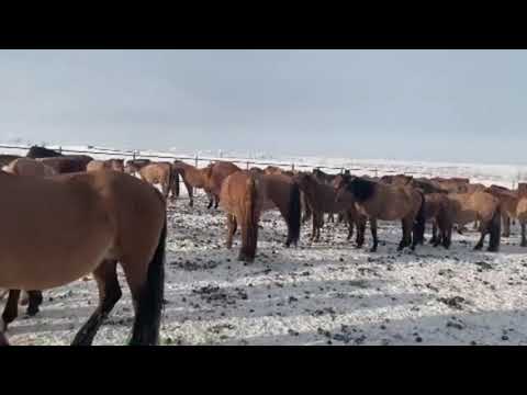 Видео: Борсыктын уйири ТОО Мугалжар Жылкысы