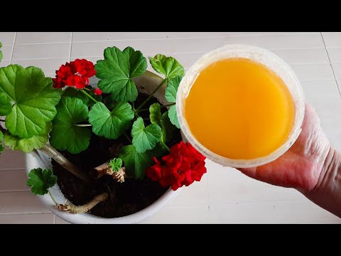 Видео: Мошек в комнатных цветах не будет 100% результат. Делюсь рецептом.