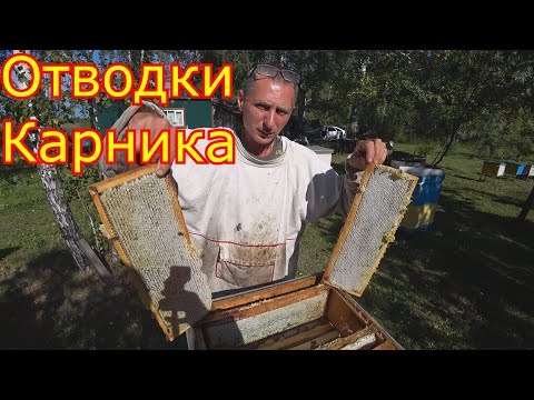 Видео: Майские Отводки Карника. Результат по мёду