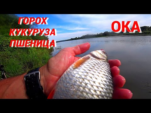 Видео: КРУПНАЯ ПЛОТВА и МОЩНЫЙ ГОЛАВЛЬ. Рыбалка на ГОРОХ, КУКУРУЗУ и ПШЕНИЦУ на ОКЕ.