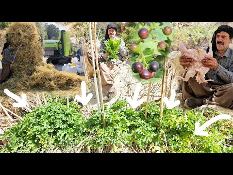 Видео: Кочевая жизнь в горах | Сбор дикого сельдерея | Обеспечение скота кормом