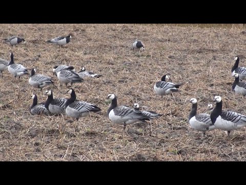 Видео: Білощока казарка.
