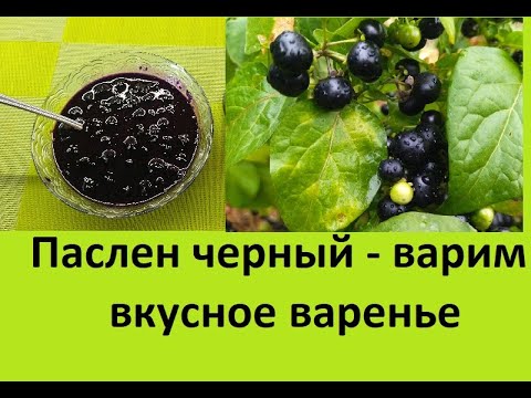 Видео: Паслен черный - рецепт варенья. Получилось потрясающе вкусно.