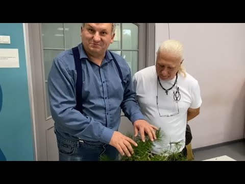 Видео: Как обрезать сосну осенью?