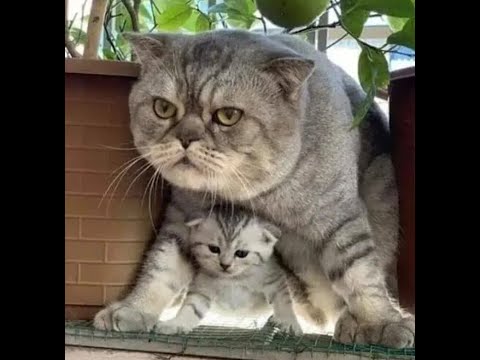 Видео: 😺 Только попробуй обидеть! 🐈 Видео смешных котов, котят и собак! 😻
