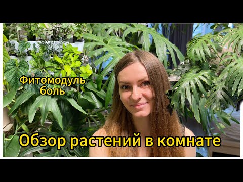 Видео: КРУПНОМЕРЫ ЗАХВАТЫВАЮТ ТЕРРИТОРИЮ | ОБЗОР РАСТЕНИЙ В КОМНАТЕ | ФИЛОДЕНДРОНЫ | ПАПОРОТНИКИ 