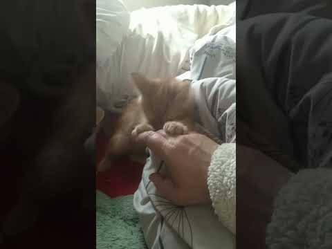 Видео: Воскресенье переселенцев. Умный Дом жрет семечки, а Диме не даёт.