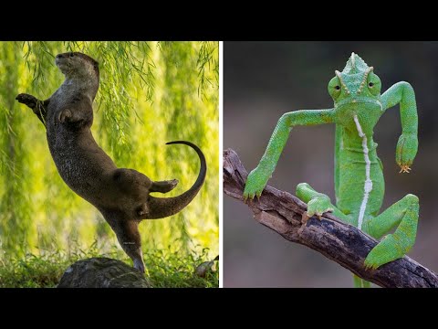 Видео: Кадры дикой природы, сделанные в нужный момент (2 серия)