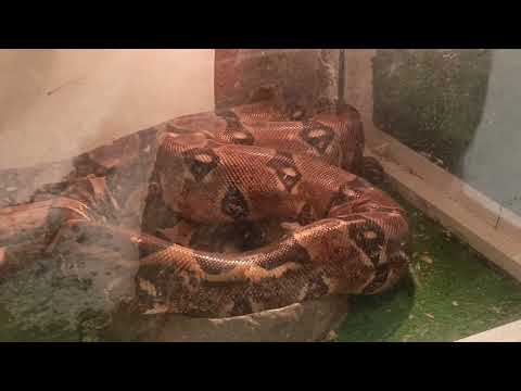 Видео: Мини 🐒зоопарк в нашем городе 😮 удав 🐍, павлин 🦚, почему такой хвостик?