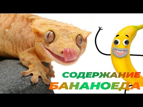 Видео: Реснитчатый Бананоед. Все что нужно знать для содержания дома
