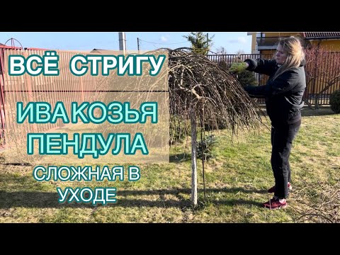 Видео: ИВА КОЗЬЯ ПЕНДУЛА 6 ЛЕТ В САДУ. ОБРЕЗКА В МАРТЕ
