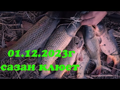 Видео: 01.12.2023г. САЗАН КЛЮЕТ