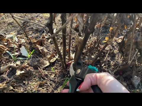 Видео: Як правильно обрізати ІТО-півонію Bartzella?