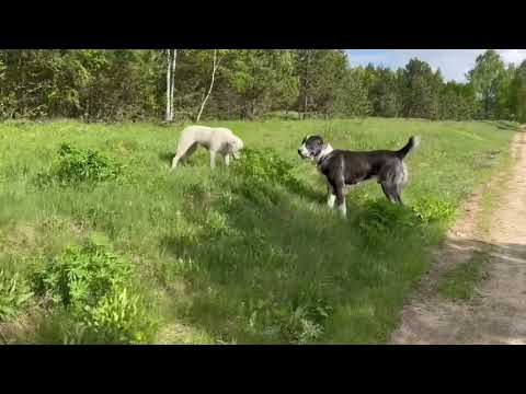 Видео: YANBAI_ALABAI. ЗНАКОМСТВО С БУДУЩЕЙ НЕВЕСТОЙ. ПРОБНАЯ ПРОГУЛКА😊👍#alabai #алабай