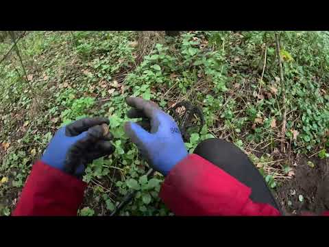 Видео: в поисках закладок хомячков-десидентов