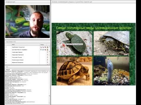 Видео: Вебинар "Болезни, возникающие у водных и сухопутных черепах". Лектор Максим Щугорев