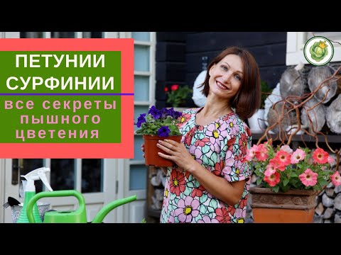 Видео: ПЕТУНИЯ, СУРФИНИЯ - все секреты для пышного и длительного цветения//посадка, уход, формировка