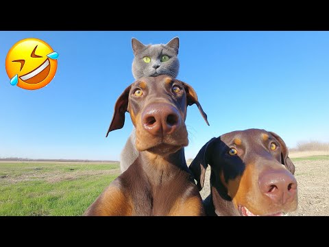 Видео: Засмеялся — проиграл 😅 Лучшие смешные видео с кошками и собаками 😹🐶 Часть 5