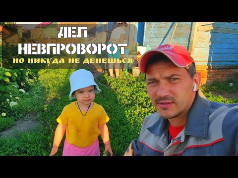 Видео: Летняя обрезка деревьев I Объединение пчёл для начинающих
