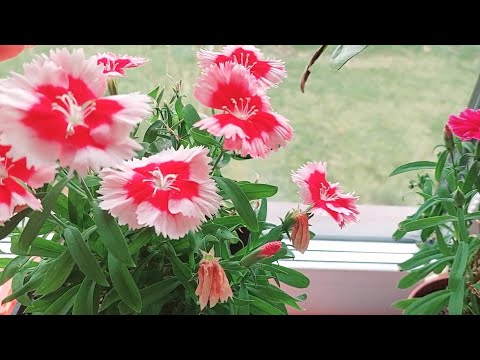 Видео: Мои комнатные цветы. Часть 1