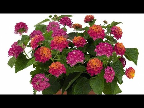 Видео: Лантана, черенкование.