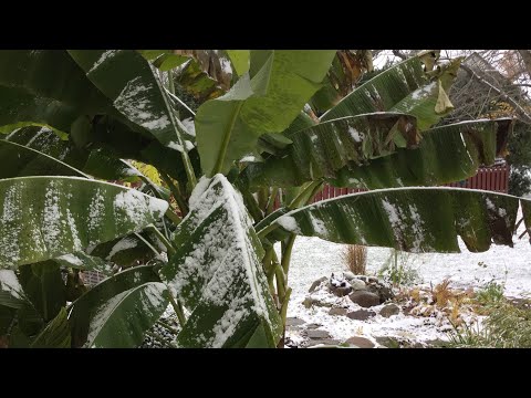 Видео: Как устроить зимовку банановых деревьев на холодном севере | The Barefooted Gardener