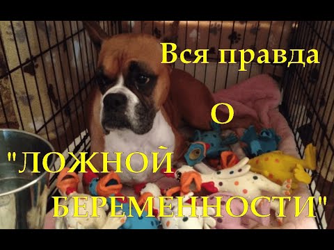 Видео: Вся правда о "ложной беременности"