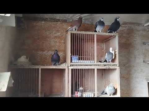 Видео: Покинул нас самый страшный вирус ?