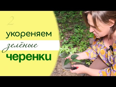 Видео: РАЗМНОЖЕНИЕ древесных растений ЧЕРЕНКАМИ, зелёное черенкование