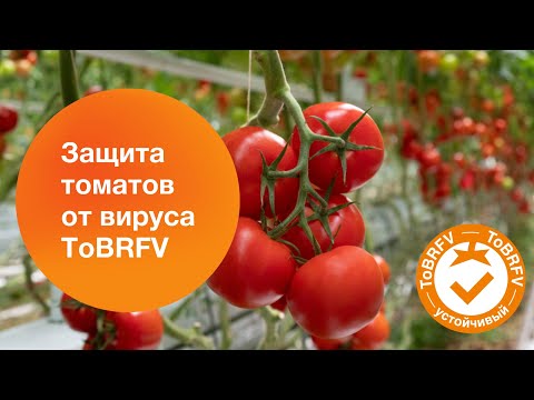 Видео: Достижения  «Сингенты» в селекции томатов по контролю вируса ToBRFV