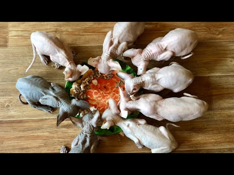 Видео: Еда для котят от 2 месяцев | Быстро и вкусно!#котики #сфинксы