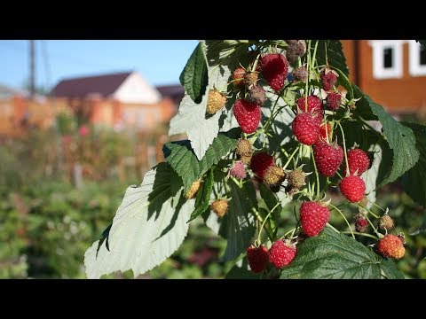 Видео: Совместная посадка ремонтантной малины и земляники