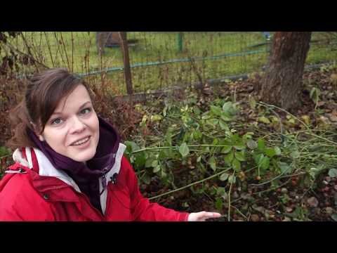 Видео: Садовый влог 16.11 / Укрываю розы