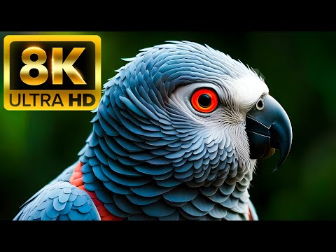 Видео: Птица рая - 8K (60 кадров в секунду) Ultra HD - с расслабляющей музыкой (красочно динамичной)