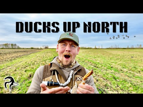 Видео: Утки на севере (группа)