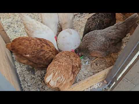 Видео: Море цветов/скоро пикировка рассады/спасаю нарцисс