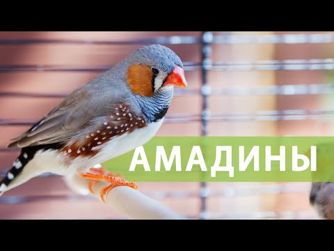 Видео: Чем кормить АМАДИН? | Корм Fiory