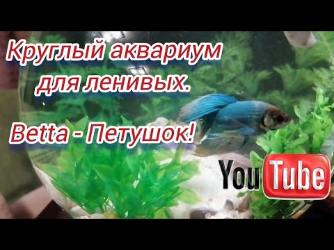 Видео: Круглый АКВАРИУМ для ЛЕНИВЫХ! Моя первая рыбка ПЕТУШОК! Уход и другие нюансы для новичков.