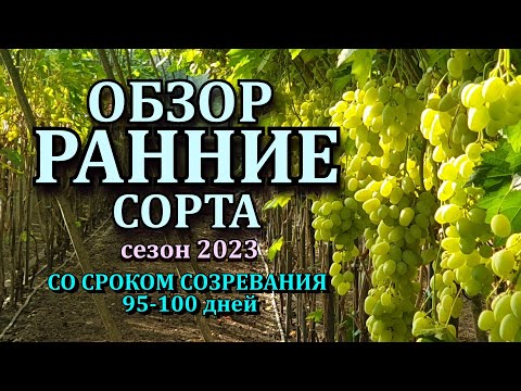 Видео: РАННИЕ СОРТА  95- 100 дней ОБЗОР 2023 г. 18 сортов