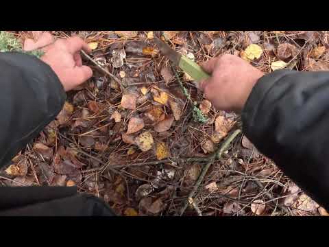 Видео: Очень Вкусные Осенние Грибы,Прогулка в Лес.