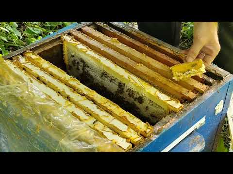 Видео: Осмотр семей на приём маток, после продажи отводков. Семьи бакфаст принесли немного гречишного мёда.