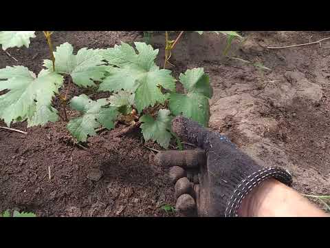 Видео: Виноград Ламборджини и Щелкунчик. Как развиваются саженцы высаженные в теплице