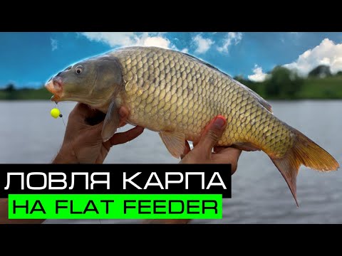 Видео: ЛОВЛЯ КАРПА НА FLAT FEEDER / Рыбалка на озере Лютце / Fros Fishing