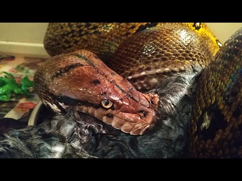 Видео: Бурный аппетит после зимовки! Кормление крупных змей кроликами